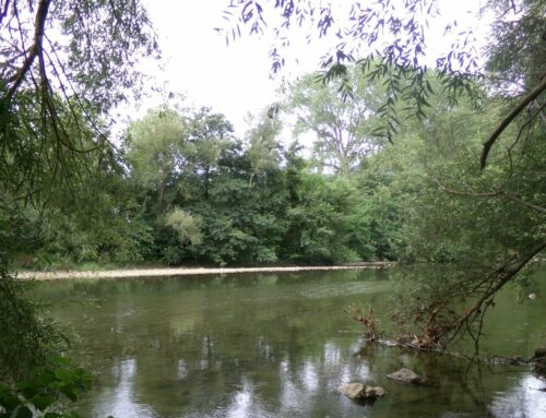 El impacto de las infraestructuras en la restauración fluvial: aprender a aliarnos con la naturaleza