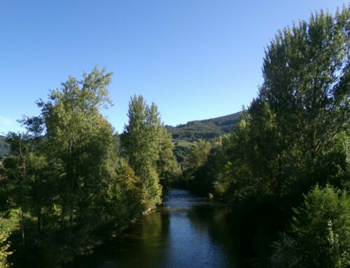 Los bosques de ribera: guardianes del agua