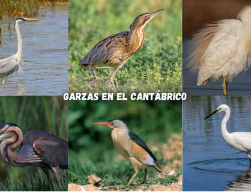 Tipos de Garzas del Cantábrico