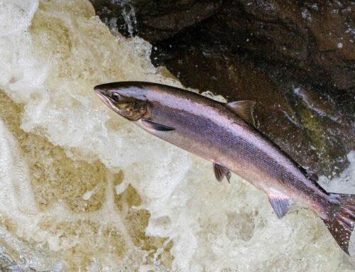 El declive del salmón atlántico y la importancia de restaurar la conectividad fluvial en Europa