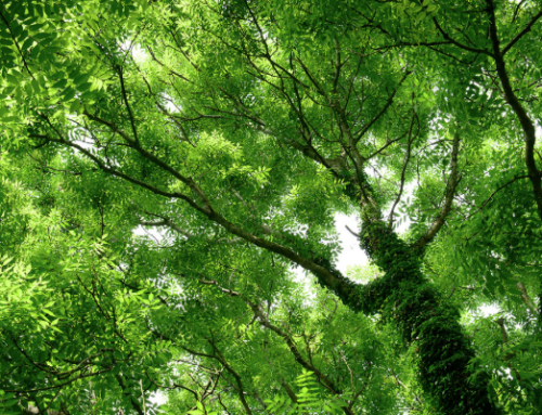 La vegetación autóctona de Cantabria: el verdor que abraza al río Asón