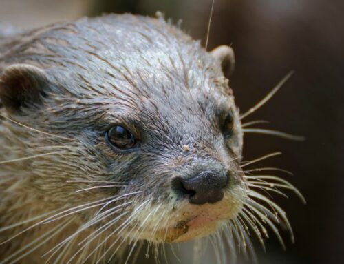 La nutria en los ríos del Cantábrico, el regreso de un depredador esquivo y su papel ecológico