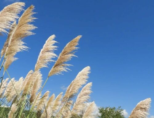 Eliminación de plantas invasoras: el caso del plumero y el bambú japonés