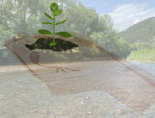 ¿Qué son las Soluciones basadas en la naturaleza y por qué son clave para la gestión y restauración de ríos?