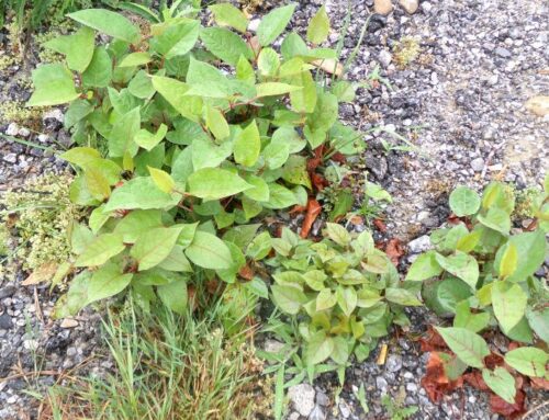 Especies invasoras: Reynoutria japonica, Fallopia japonica o bambú japonés
