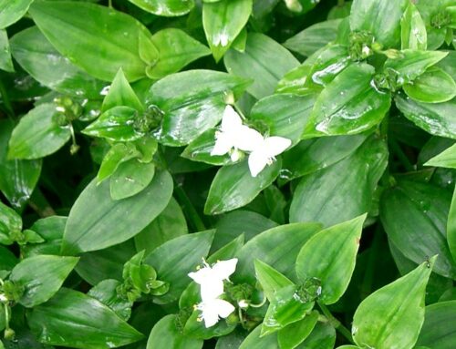 Especies invasoras: Tradescantia fluminensis o Amor de Hombre